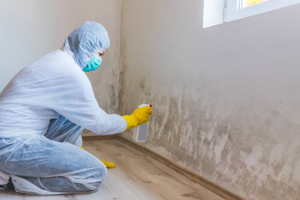 Licensed Mold Remediation service in Coral Springs, FL - WQB Mold Removal